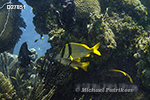 Porkfish (Anisotremus virginicus)